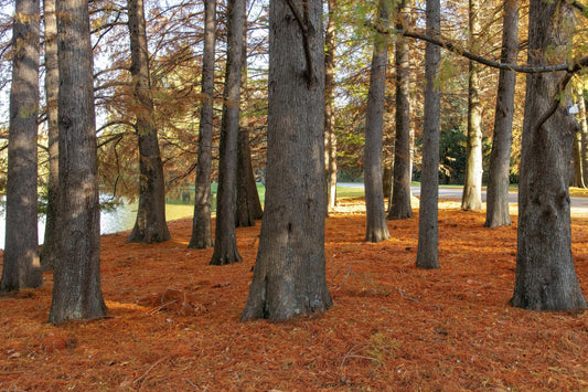 Building Outdoor Furniture With Cypress: Durable, Affordable, and Built to Last